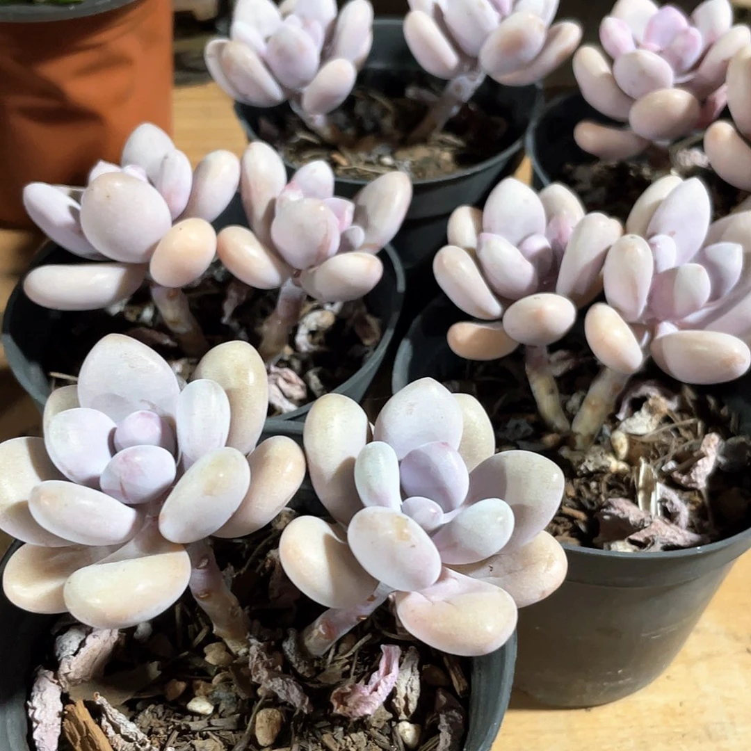 桃蛋双头老桩一颗