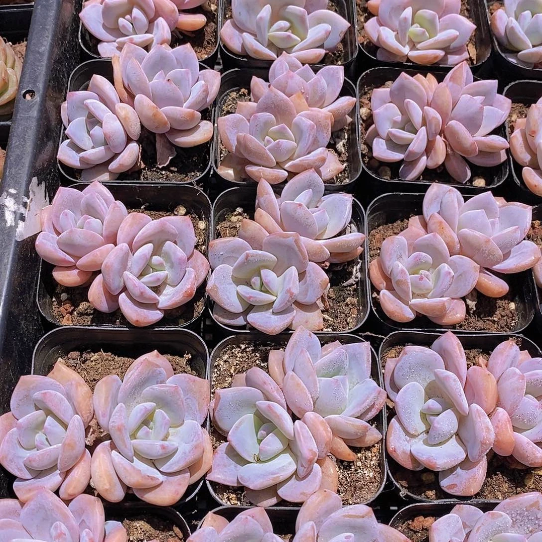 W- 红茶双头一颗 量拍