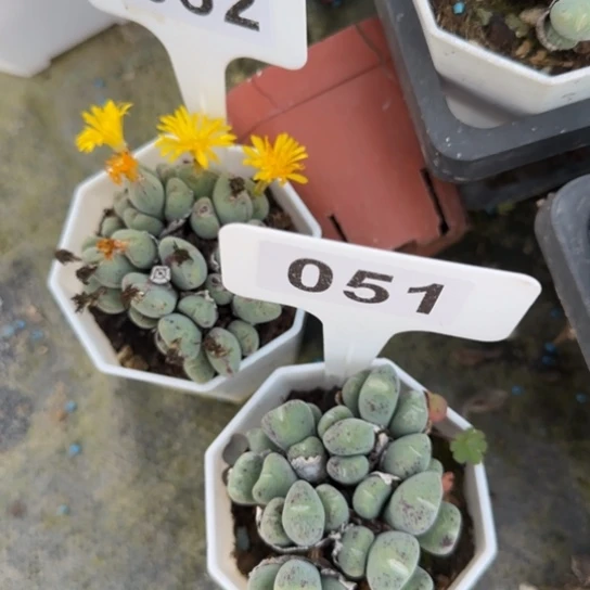 51和52口笛两颗多肉