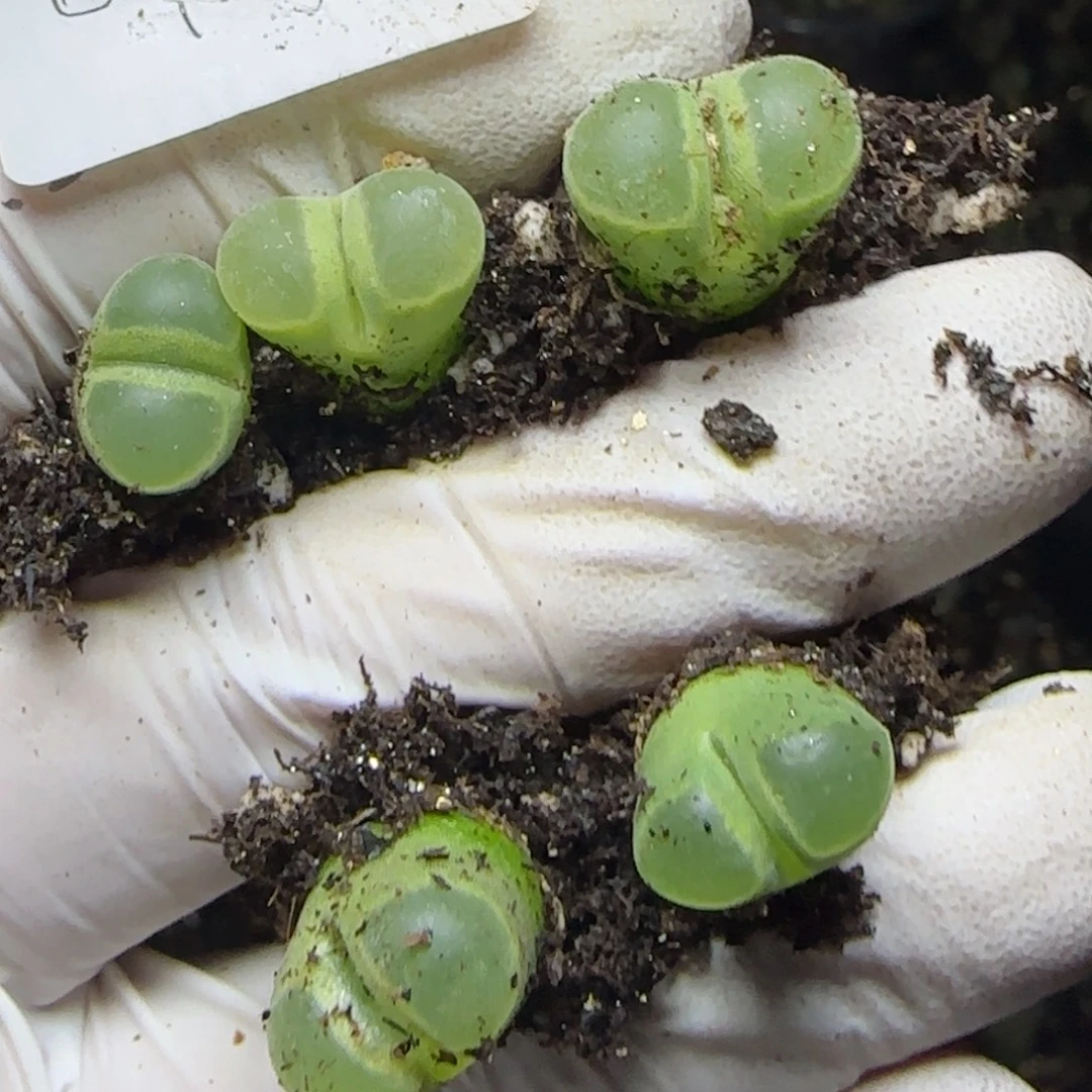 图***南0923。默认脱土。18包邮。偏远88包邮