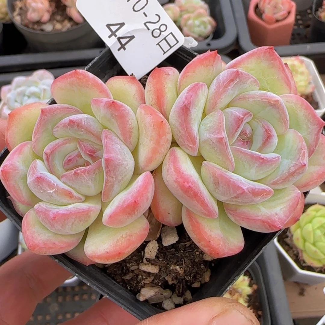 草莓泡芙杂糖心双头一颗