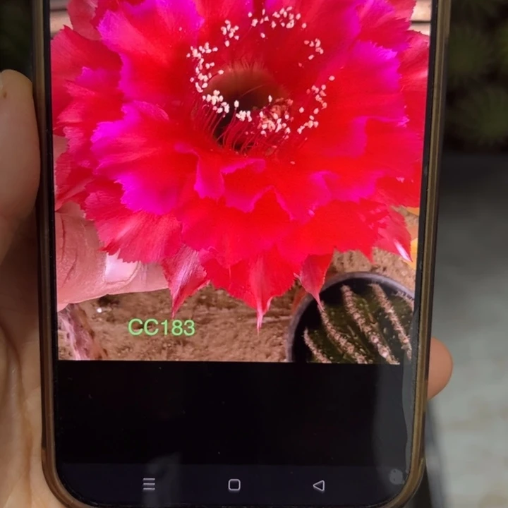 无花朵无根侧芽歪cc183