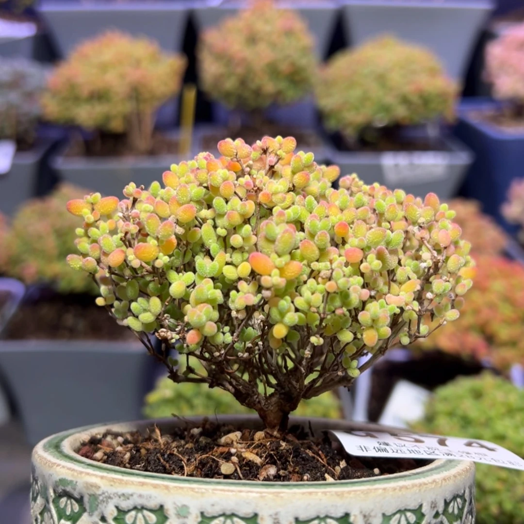 【闪购商品】d574蜜橘糖球不含盆过年价