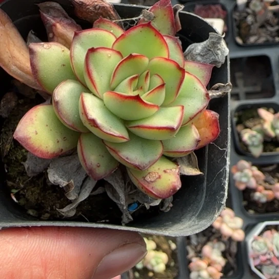 3 多肉植物多肉多肉植物多