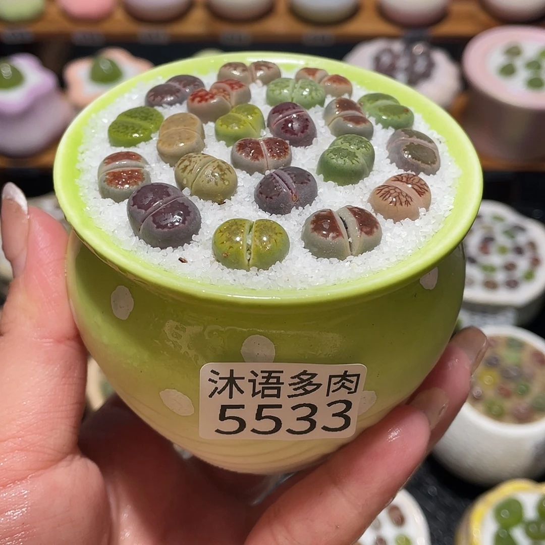 带盆土植物 一物一拍5533