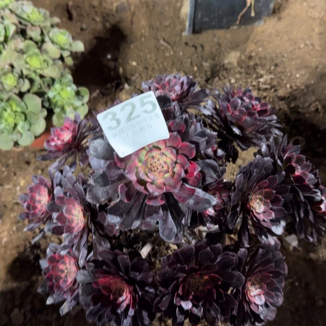 325号烟花清棚不包损