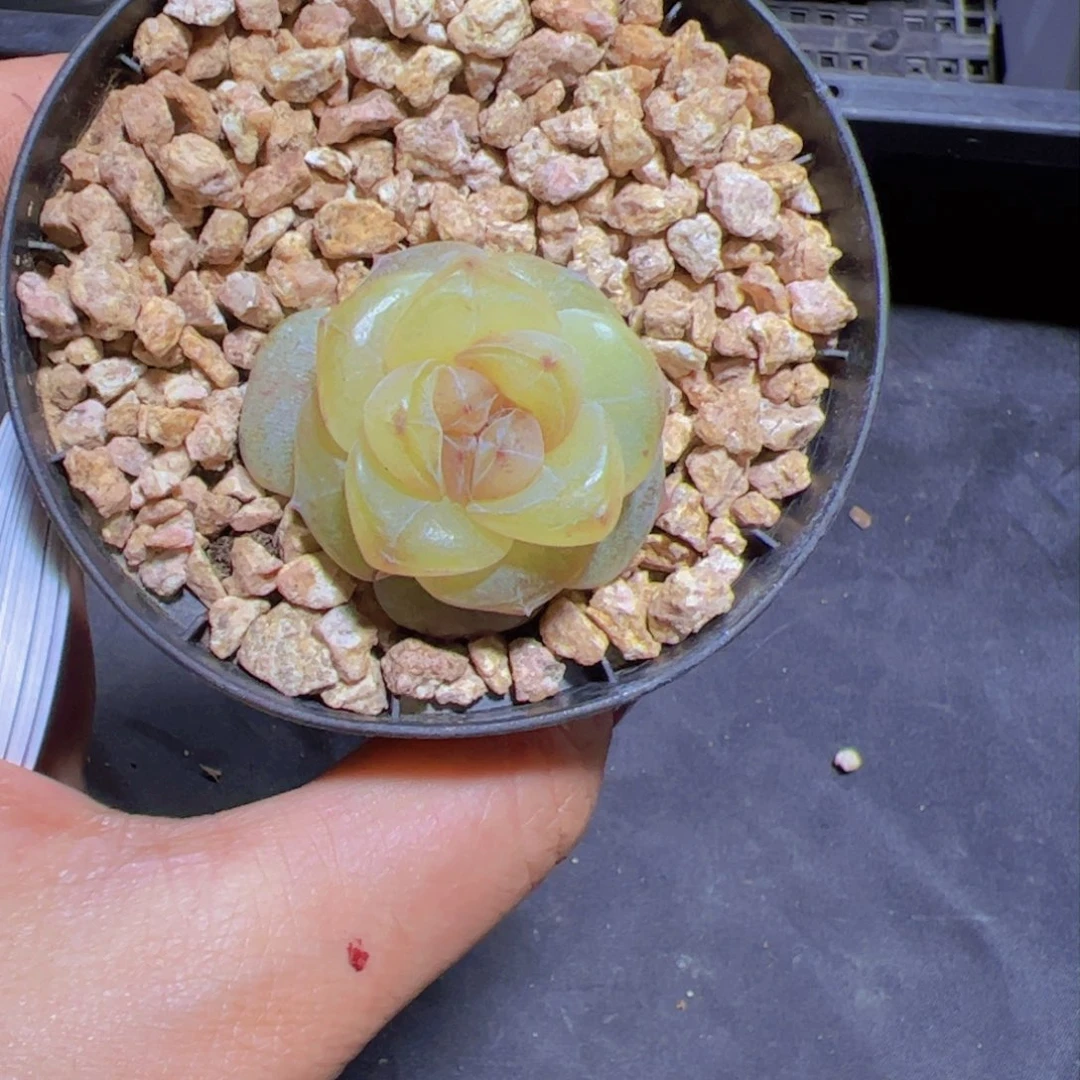 壹*新品冰糖，多肉植物