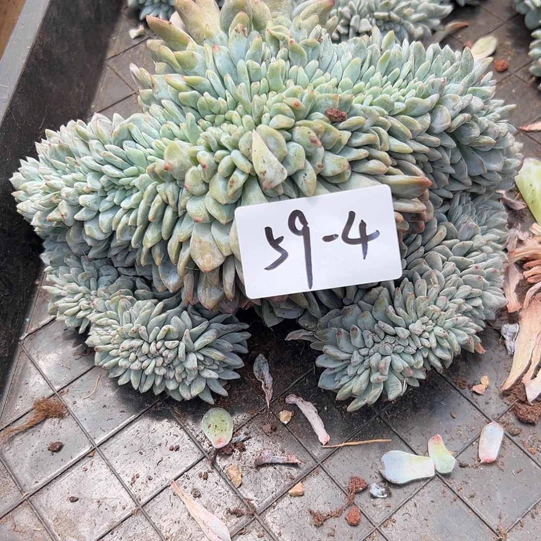 59-4橙子缀多肉多肉