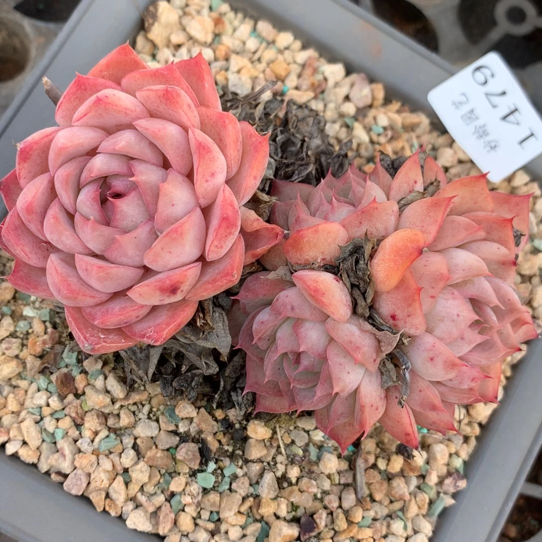 1479杂交精品基地12厘米