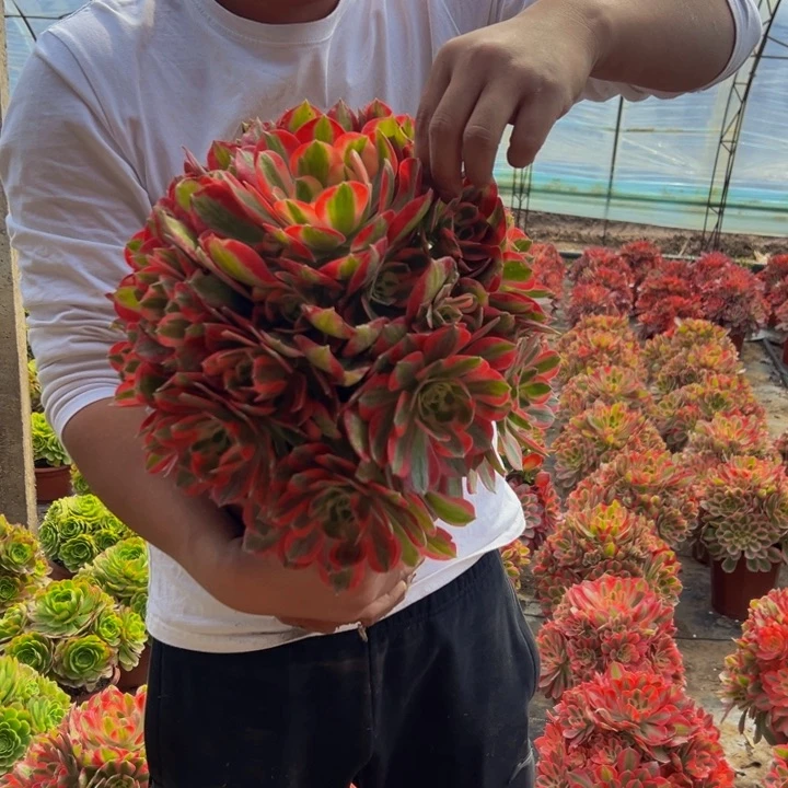 38.8粉女巫一棵包邮