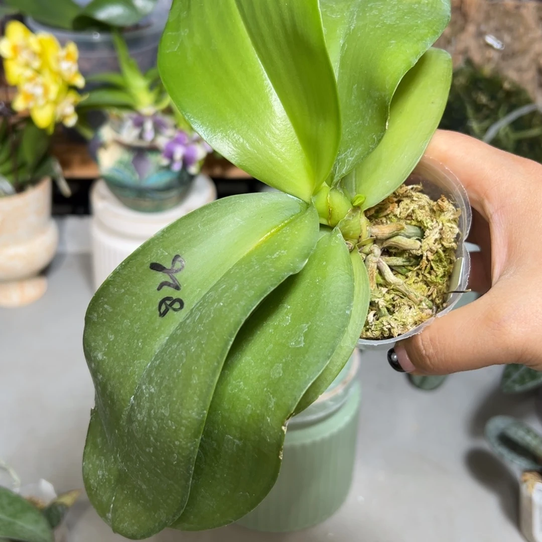 爱***坡大部分花苞少量开放