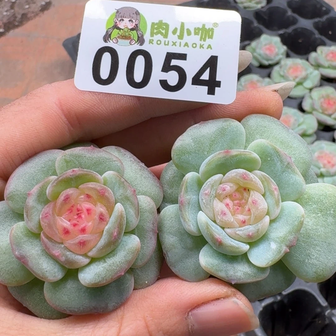 多肉植物多肉植物