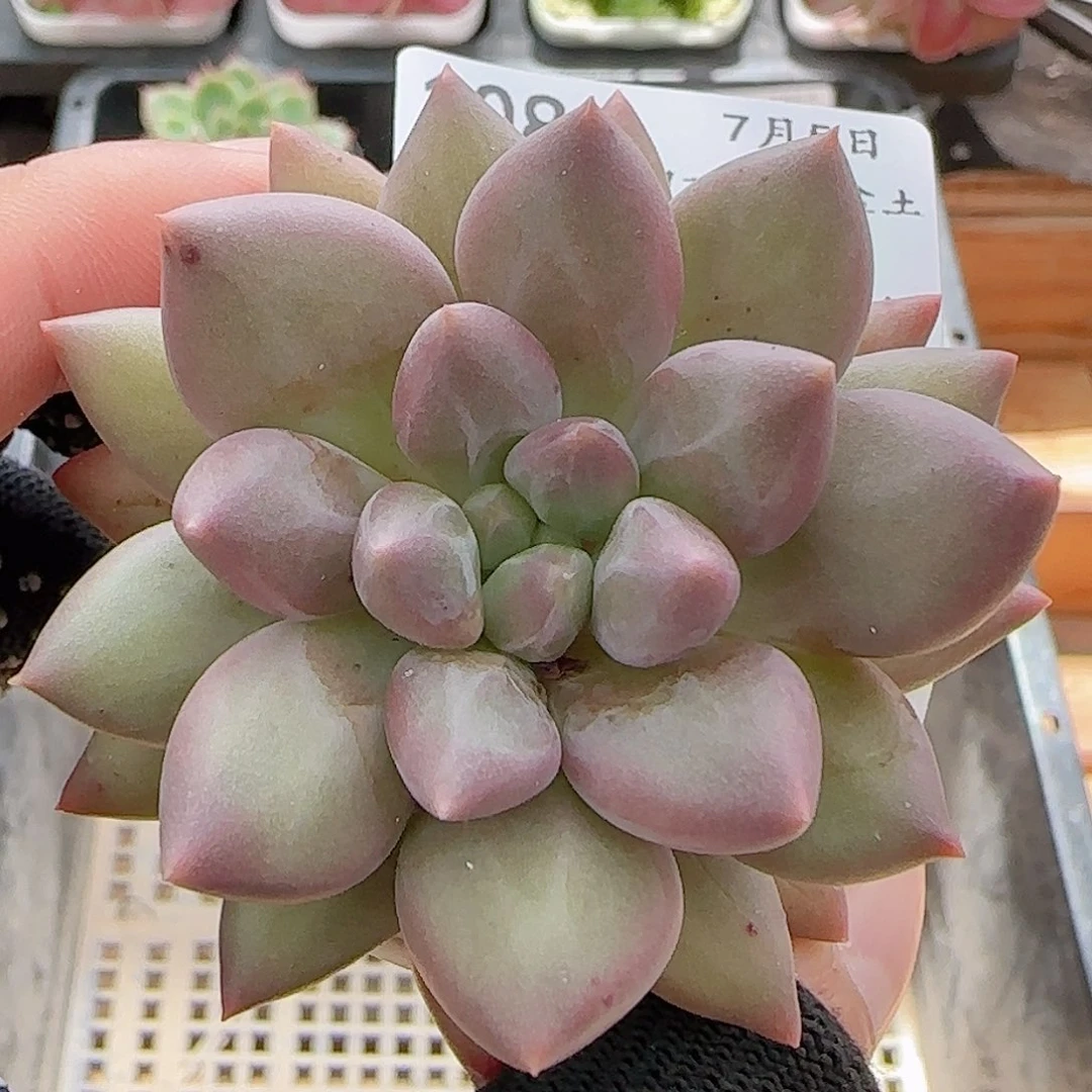 多肉0705-108红蜻蜓红蜻蜓