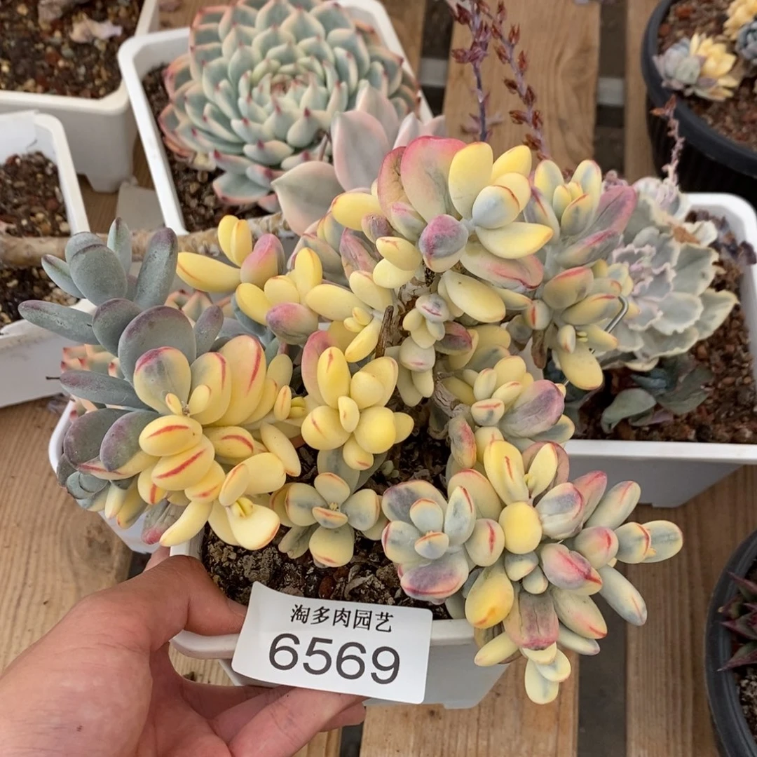福娘锦多肉植物6569