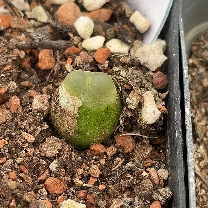 9-138徒拉登多肉植物