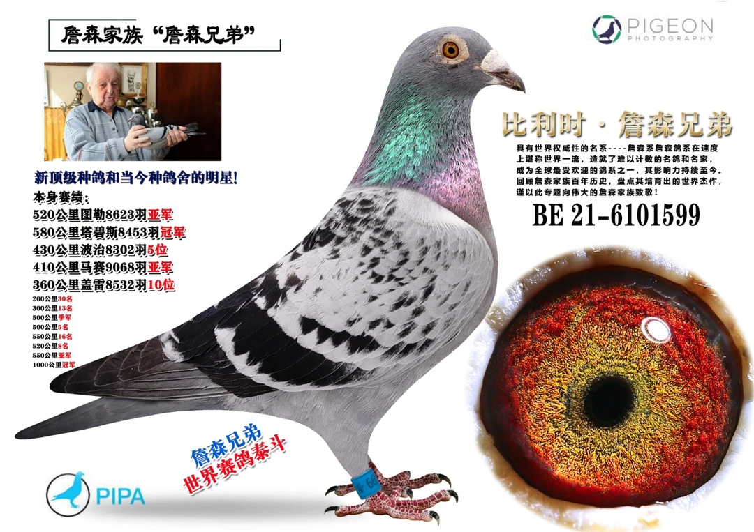 实战家族奶酪家族优质信鸽育种赛鸽