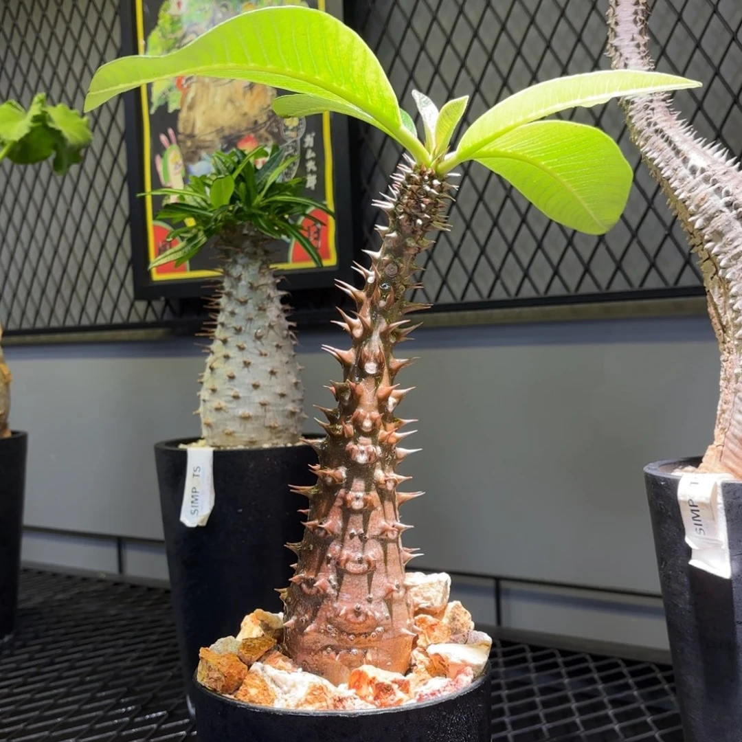 纯露养巴洛尼棒槌百卉植物园