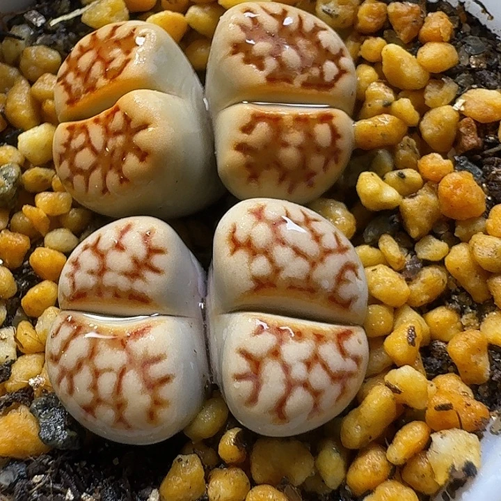 生石花3:：。生。 510号