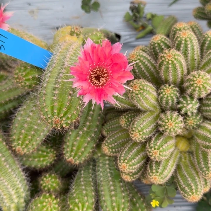 白檀仙人掌侧芽一个319
