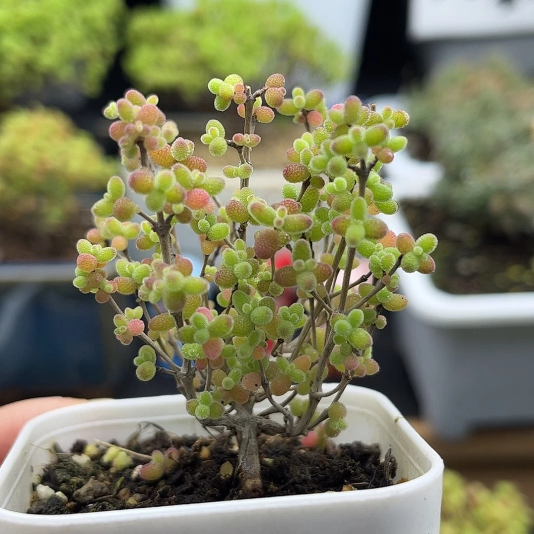 17蜜桔糖球优选枝干