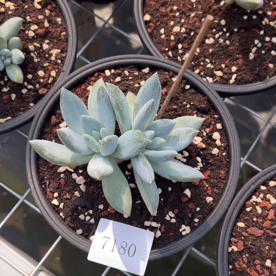 果**台7180多肉多多多多多多