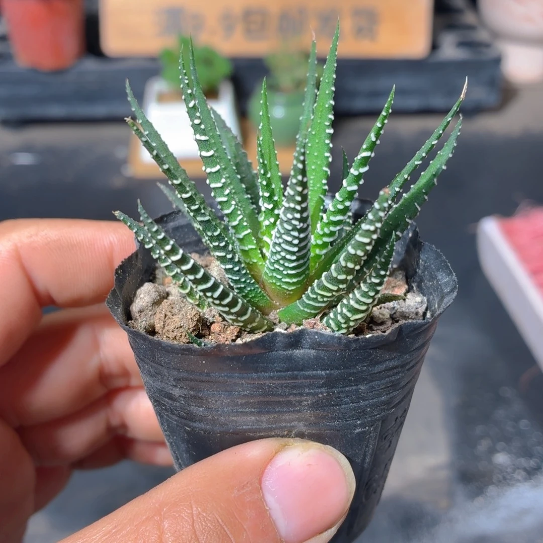 条纹12卷多肉9.9包邮发货