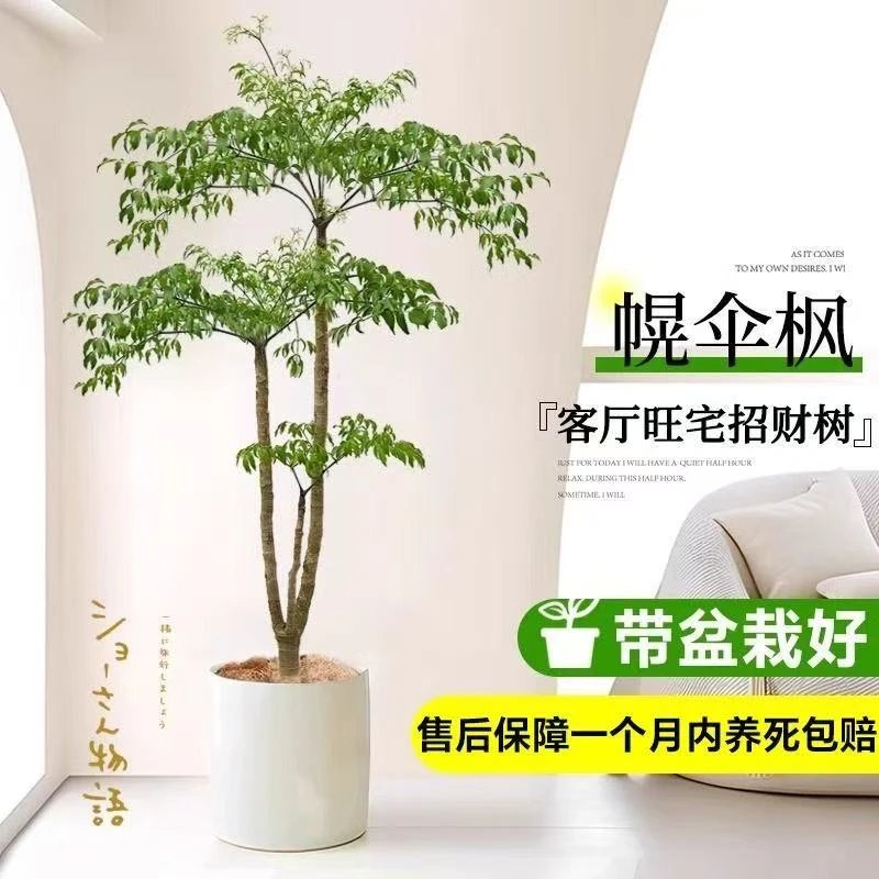 幌伞枫原生幸福树客厅盆栽大棵绿植室内大型植物旺宅树老桩富贵树