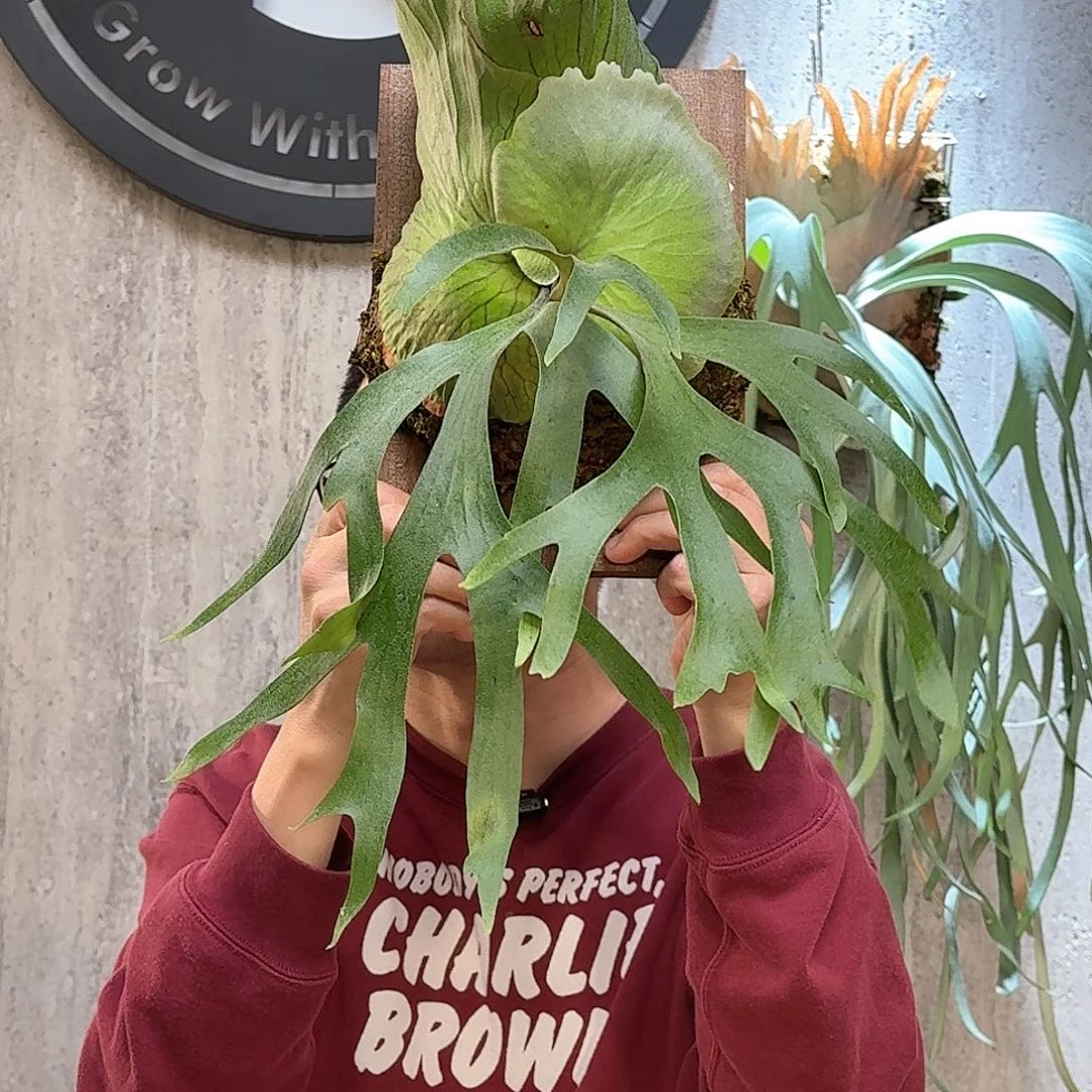 不开花植物菲律宾皇冠孢播鹿角蕨