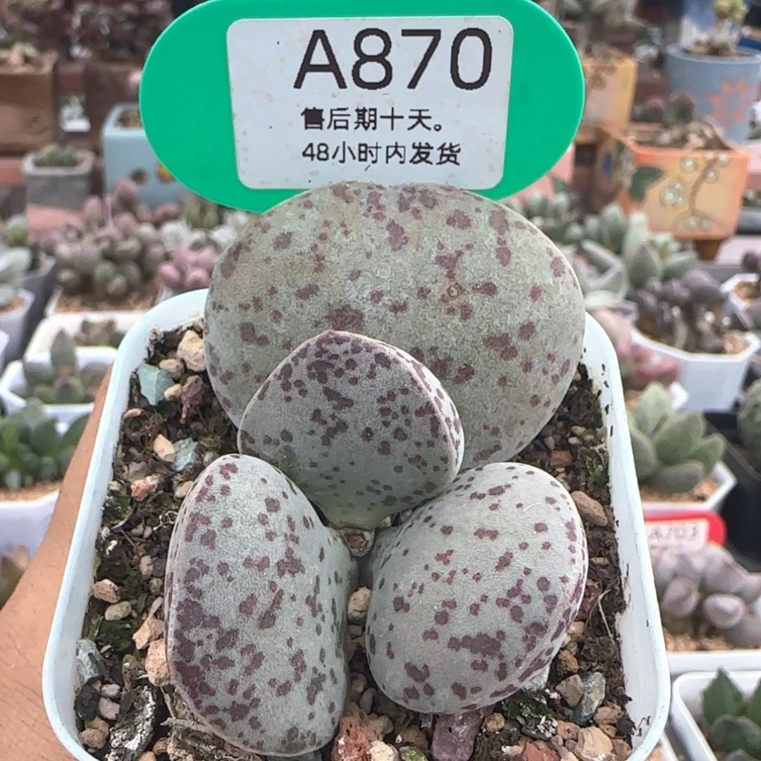 福利。       870。