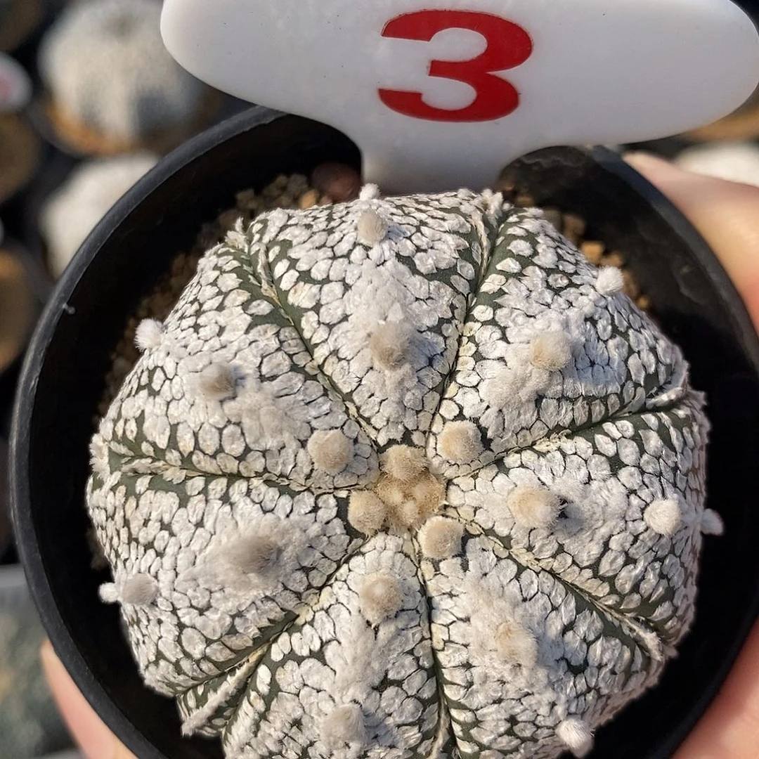 3七愣复愣一愣福利来