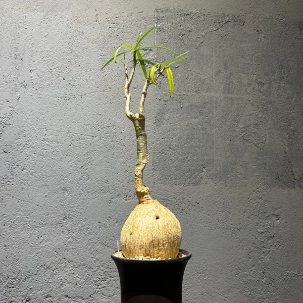 晓隐于野 索马里沙漠玫瑰|Adenium Somalense