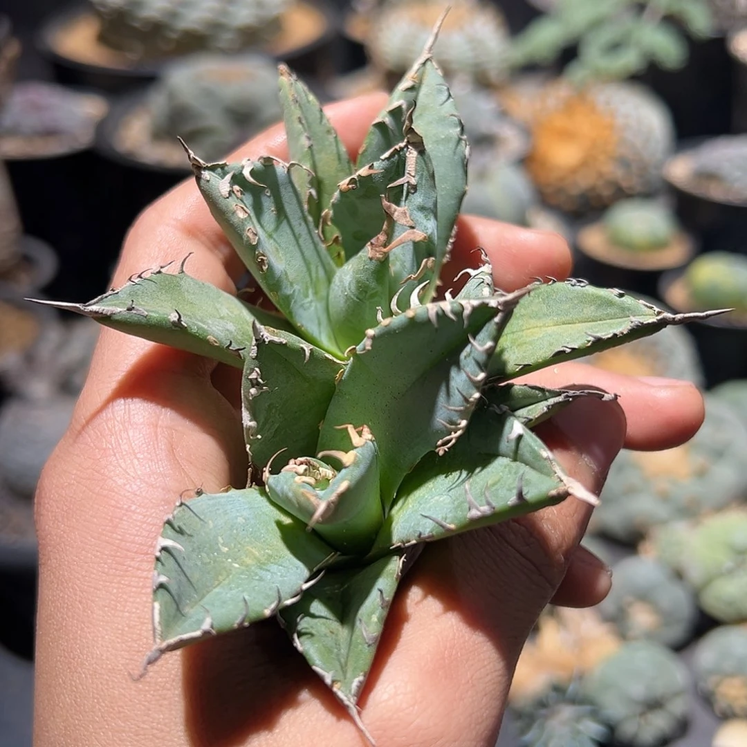 魔丸 仁王冠 小体仁