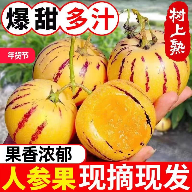 沙漠人参果清甜多汁黄肉圆果新鲜树上采摘应季低糖皮薄水果人参果