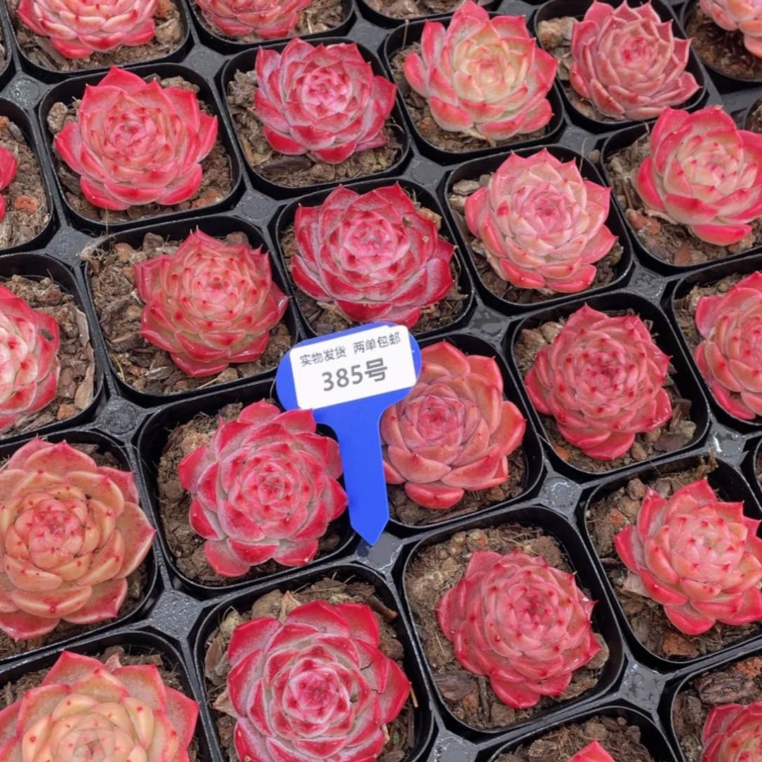 385号全状态妖姬单头一个