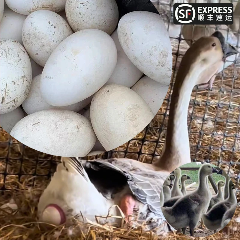 （脱温1斤）左右的特大种狮头鹅鹅蛋顺丰速运包邮