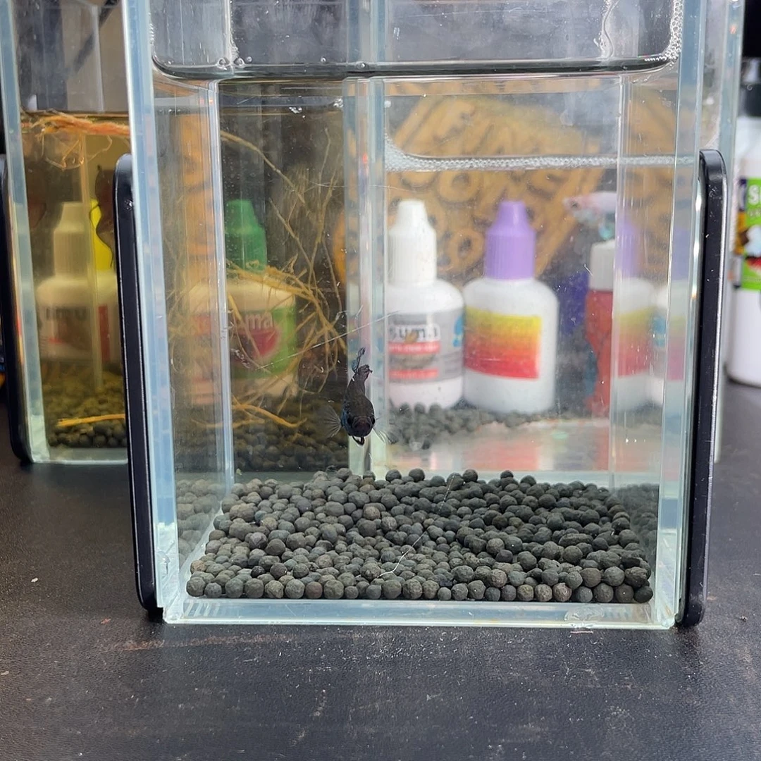 斗鱼11号1117早古铜史马