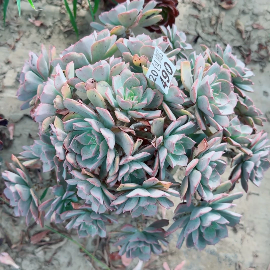 粉仙桃四年桩多肉490满20包邮断枝不包会氧化黑斑