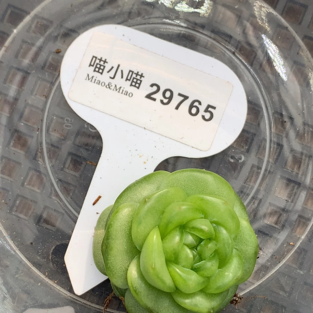 好***^多肉植物杂交珍妮