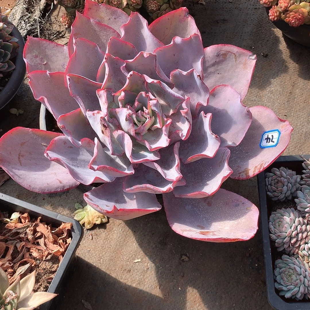 74晚霞 一物一拍多肉