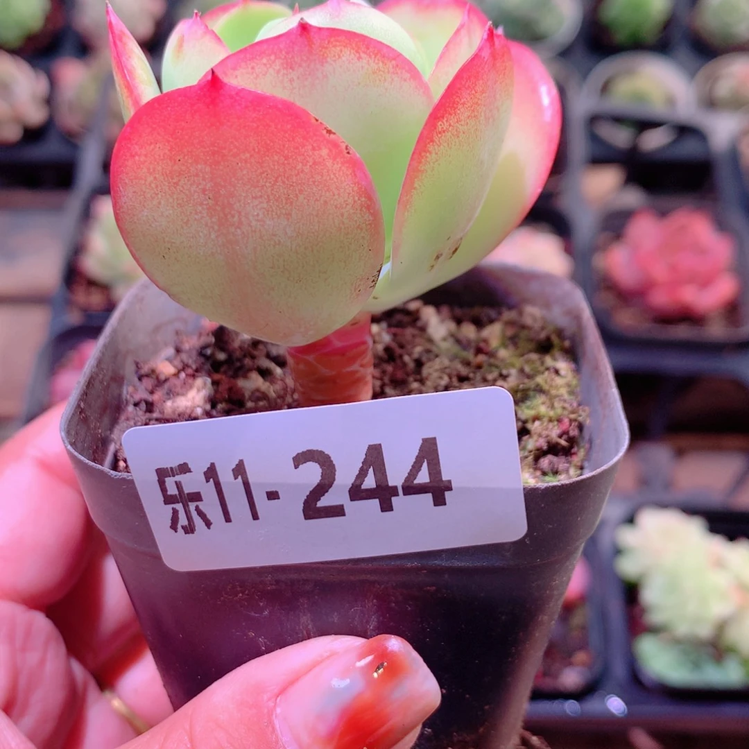 乐然11-244 桃花石