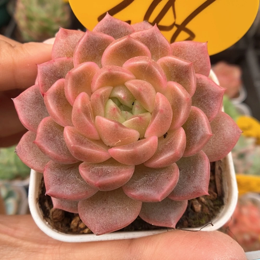 油透珍妮可拍246号。