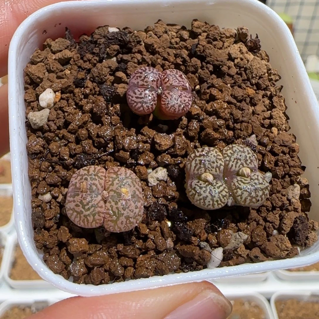 肉锥多肉植物组合-勋章一盆1224