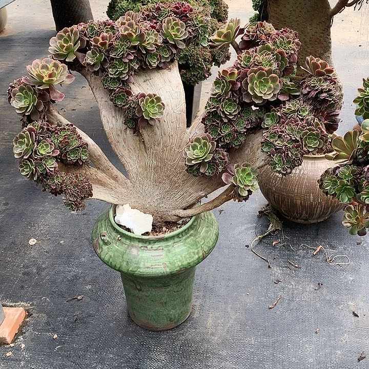 香***梨欧嘉莉朵朵脱土发货啊
