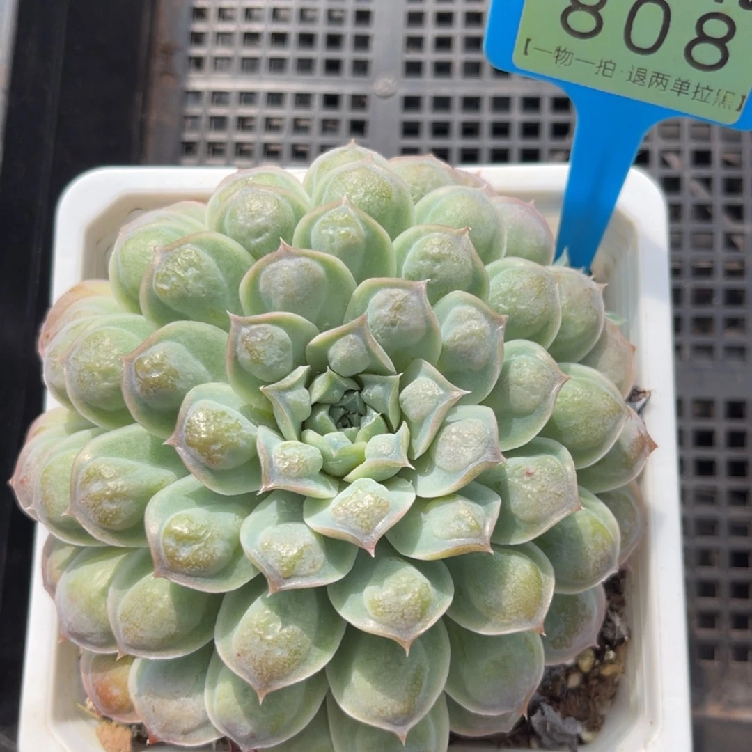 云尘多肉一物一拍808