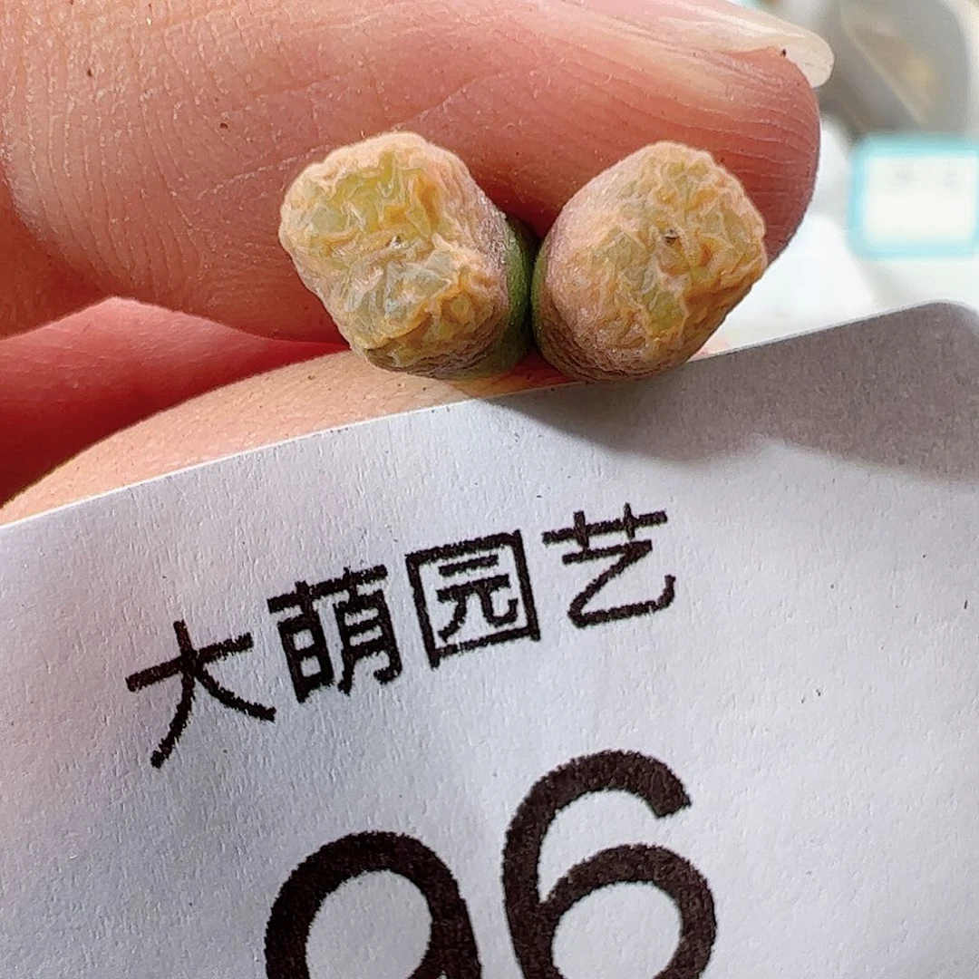 000096 一物一拍……