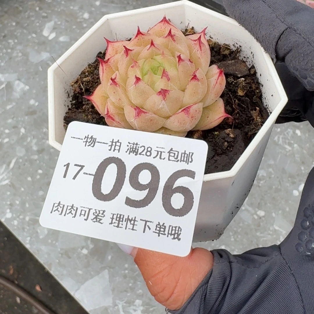 莲华无盆土发货无