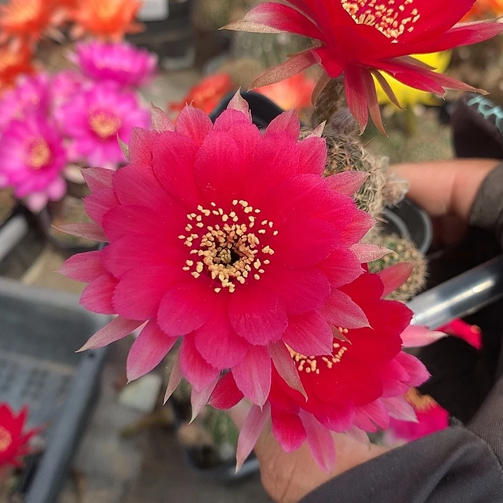75 实生丽花7厘米盆