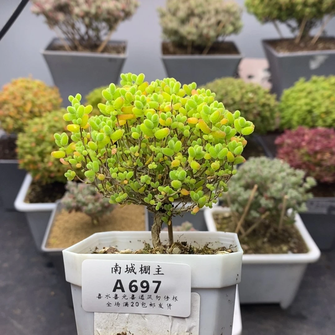 697蜜橘糖球枝干番杏