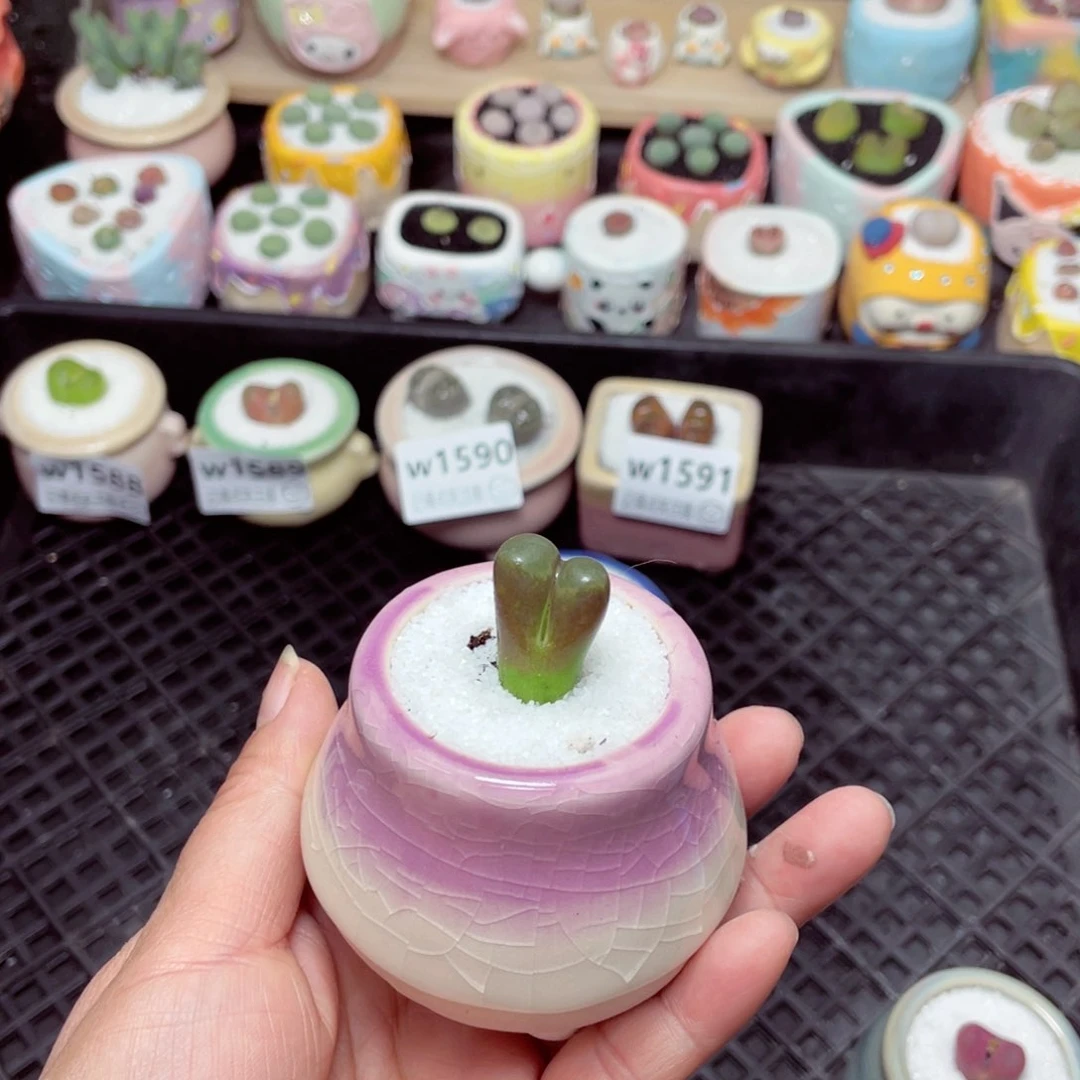 w1592 -零下地区拍保温箱-15支持寄养