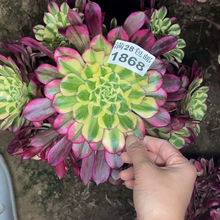 1868天和多肉植物